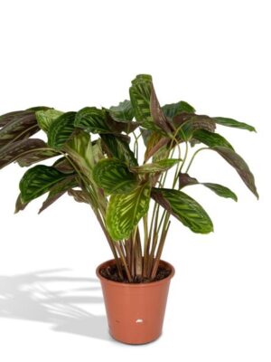 Calathea Flamestar - Pauwenplant - 75cm - Ø19