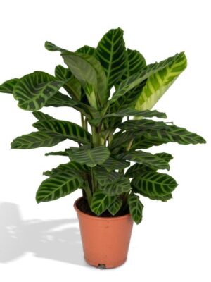Calathea Zebrina - Pauwenplant - 80cm - Ø19