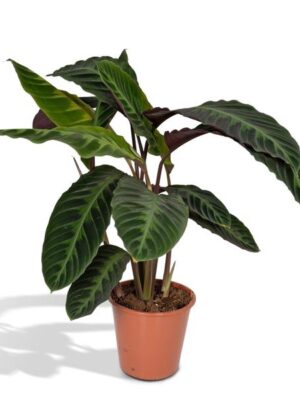 Calathea Warscewiczii - Pauwenplant - 70cm - Ø19