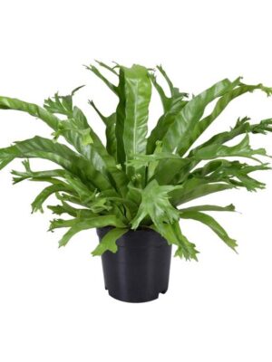 Asplenium Nidus Crissie - Ø17cm - ↕40cm