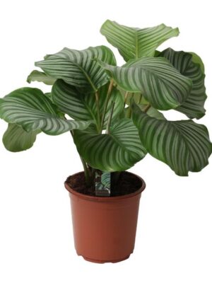 Calathea Orbifolia - Ø21cm - ↕50cm