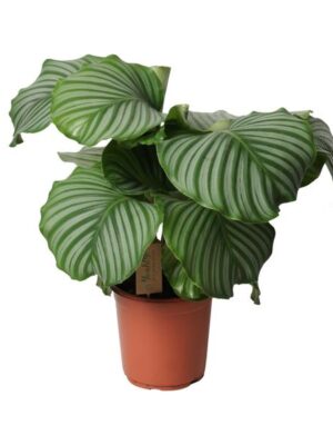 Calathea Orbifolia - Ø21cm - ↕55cm