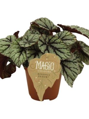 Begonia Rex Fedor - Ø12 ↕25