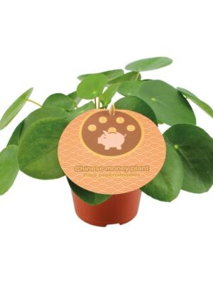 Pilea Peperomioides - Ø12cm - ↕20cm