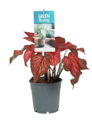 Caladium Rood - Ø12cm - ↕25cm