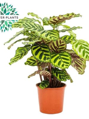 Calathea Makoyana - Ø17cm - ↕55cm