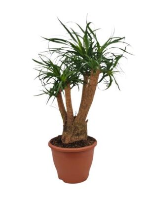 Beaucarnea Nolina - Ø26cm - ↕75cm