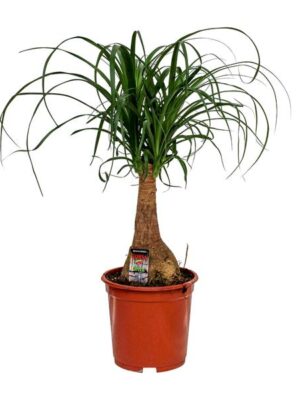Beaucarnea Nolina - Ø19cm - ↕60cm