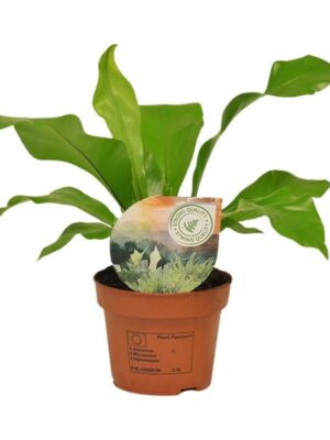 Asplenium Nidus - Ø12cm - ↕35cm