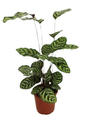 Calathea Makoyana - Ø21cm - ↕55cm