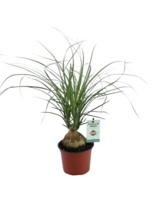 Beaucarnea Nolina Recurvata - Ø12cm - ↕45cm