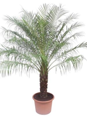 Phoenix Roebelinii - 200 cm - ø40