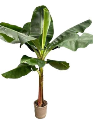 Bananenplant (Musa) - 200 cm - ø30