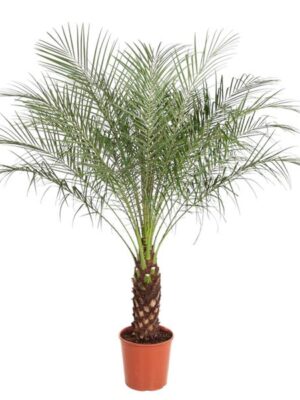 Phoenix Roebelenii - 150 cm - ø27