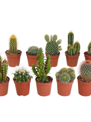 Cactus mix 5.5 cm - 10x - zonder pot