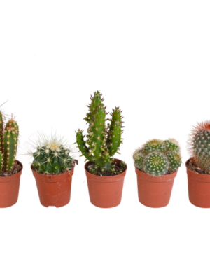 Cactus mix 5.5 cm - 5x - zonder pot