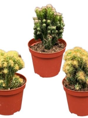 Cactus- Rotsen mix- 8.5cmØ- 13-17cm- 3 stuks - Geen