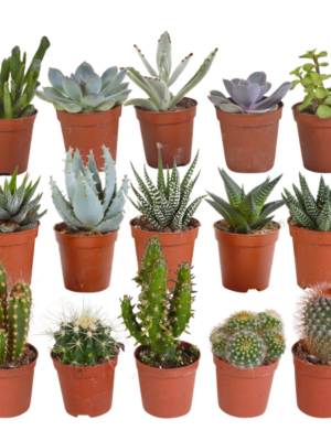 Cactus en vetplanten mix 5.5 cm | 15 stuks - zonder pot