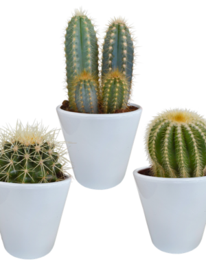 Cactus mix 8.5 cm - 3x - in witte pot