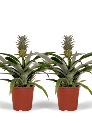 Bromelia (Ananasplant) - 2 stuks - Ø12cm - ↕30cm