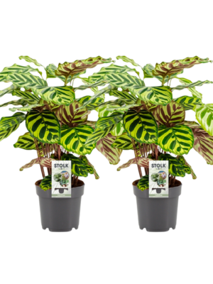 Calathea Makoyana - 2 stuks - Ø14cm - ↕45cm